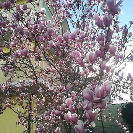 Casa de Férias La Magnolia Di Ravena